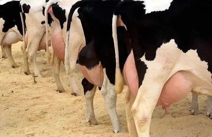 Row of dairy milkers with full udders