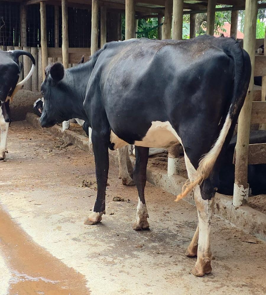 Friesian dairy cow in a zero-grazing shed at Farm House Dairy Farm