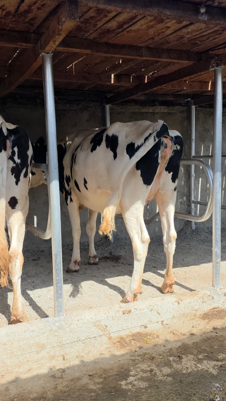 Holstein dairy cow standing in a cubicle shed