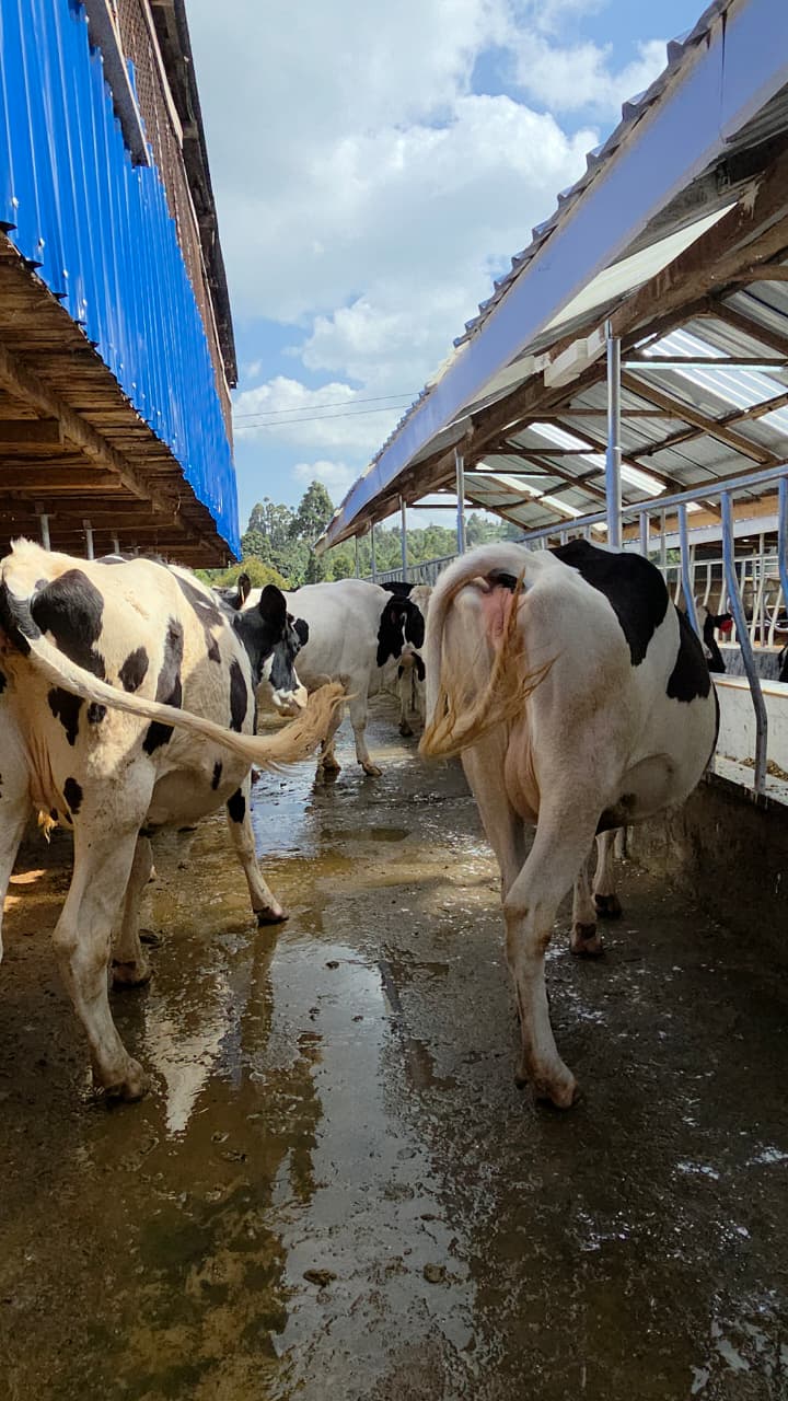 In-calf heifers walking between cow sheds