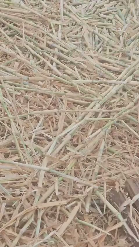 Juncao grass canes cut into planting splits