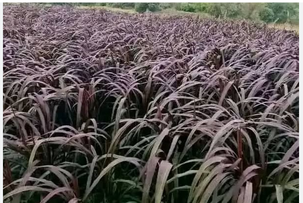 Field of mature Australian Red Napier grass with deep purple leaves