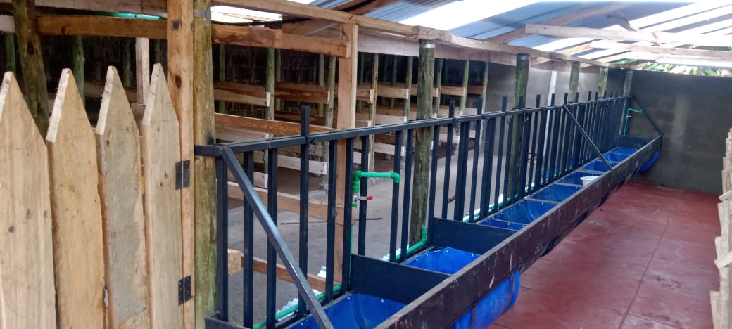 Steel feed rail over blue troughs with piped water in a timber cow shed