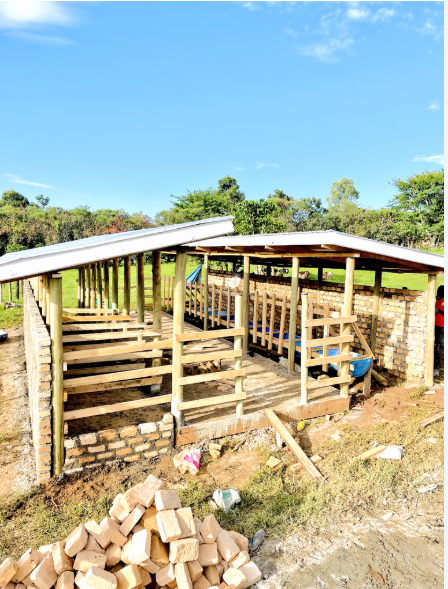 Cow shed under construction with timber frame and brick foundation
