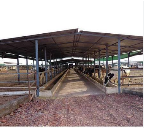 Large steel-frame cow shed with long feed alley and cattle feeding