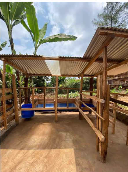Completed timber cow shed with iron-sheet roof and blue water drum